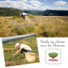 fabrication Huile de consoude bio dans les Cévennes