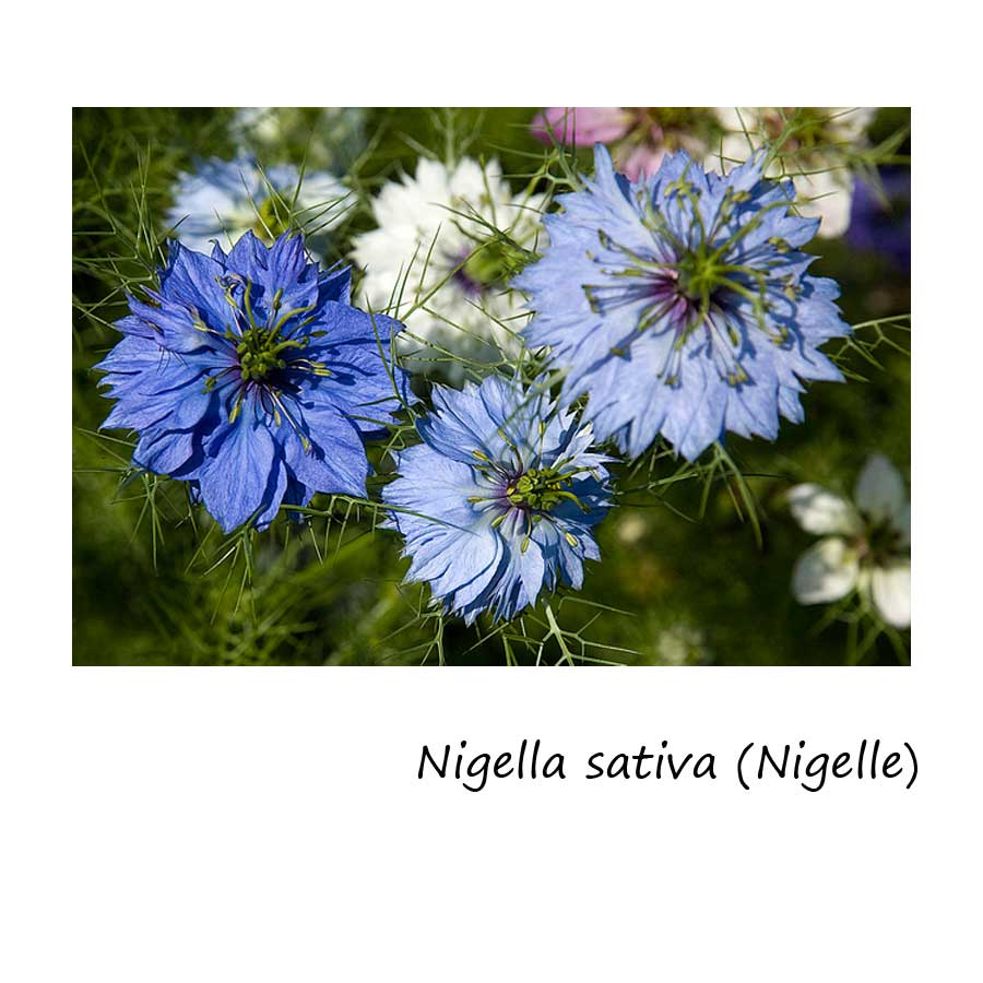 Nigella sativa CUMIN NOIR / NIGELLE (20 graines)