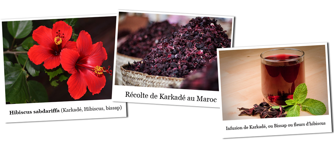 Fleur d'hibiscus séchée pour infusion et tisane : découvrez ses bienfaits